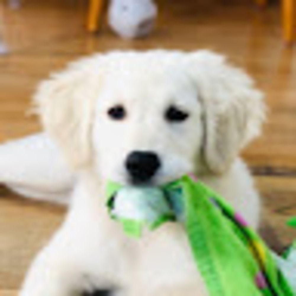 Meet your Posher, Mila